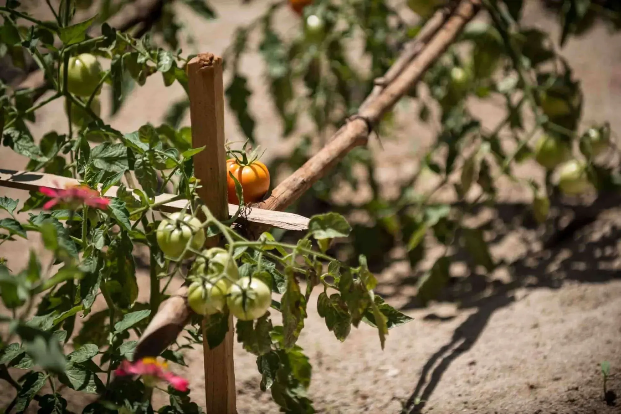 Sustainable Farming & Garden-to-Table Dining
